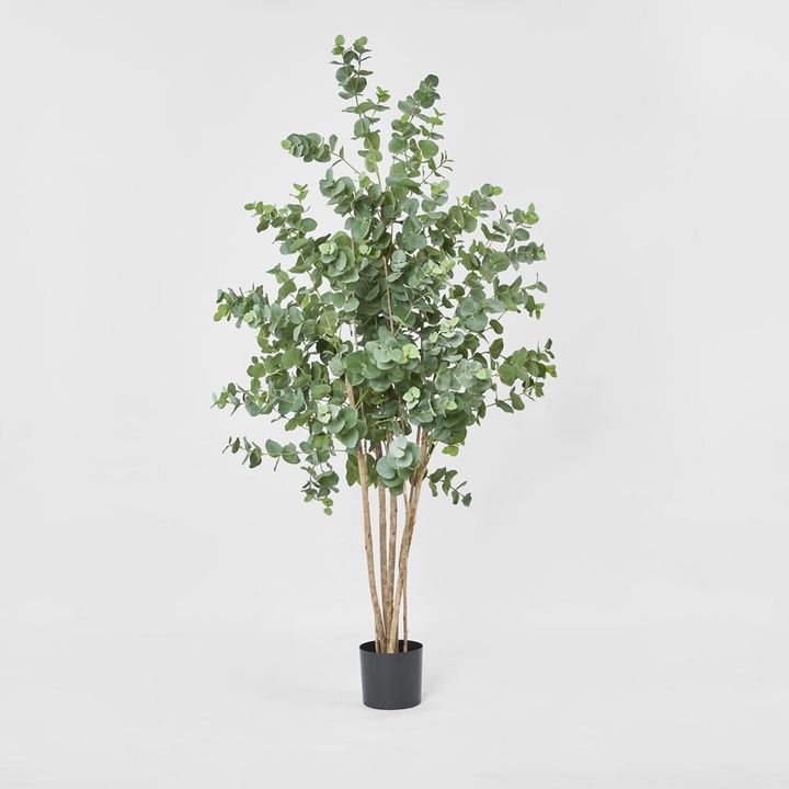 Eucalyptus Tree 150cm