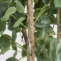 Eucalyptus Tree 150cm