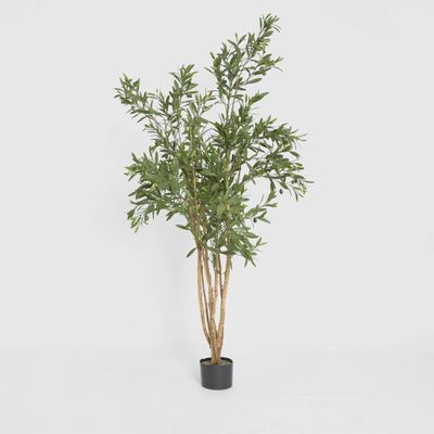 Olive Tree 120cm