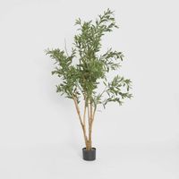 Olive Tree 120cm