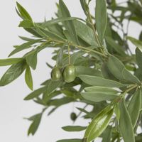 Olive Tree 120cm