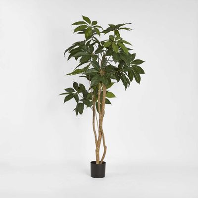 Umbrella Tree 150cm