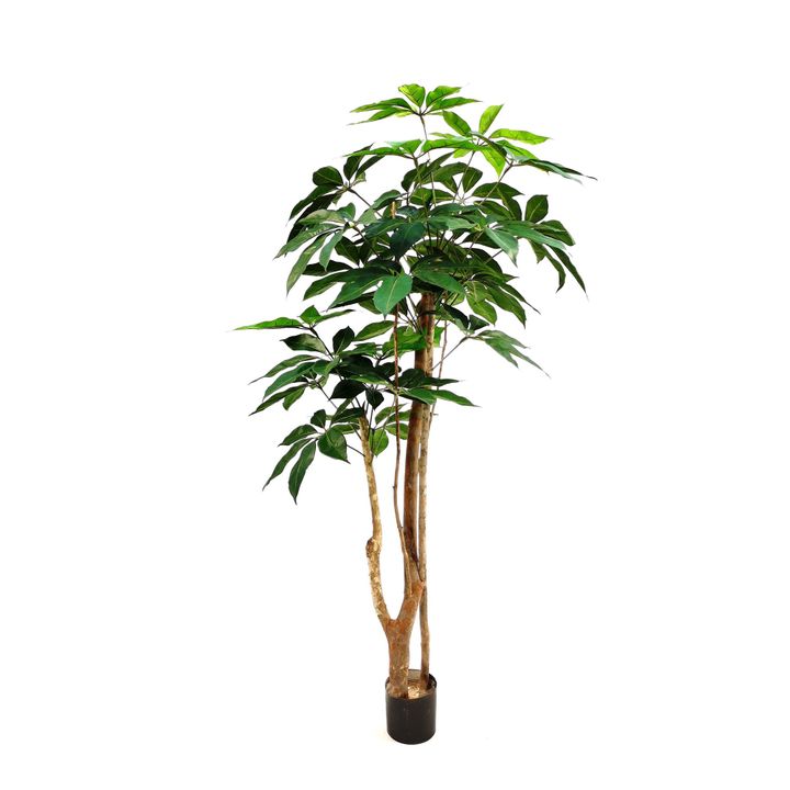 Umbrella Tree 150cm