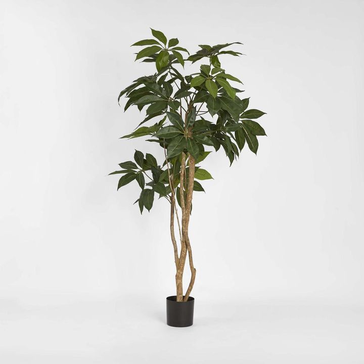 Umbrella Tree 150cm