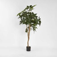 Umbrella Tree 150cm
