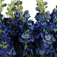 Ren Delphinium Arrangement