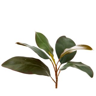 Magnolia Leaf Spray 28cm Green