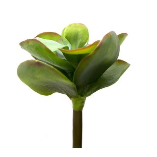 Flapjack Succulent 30cm
