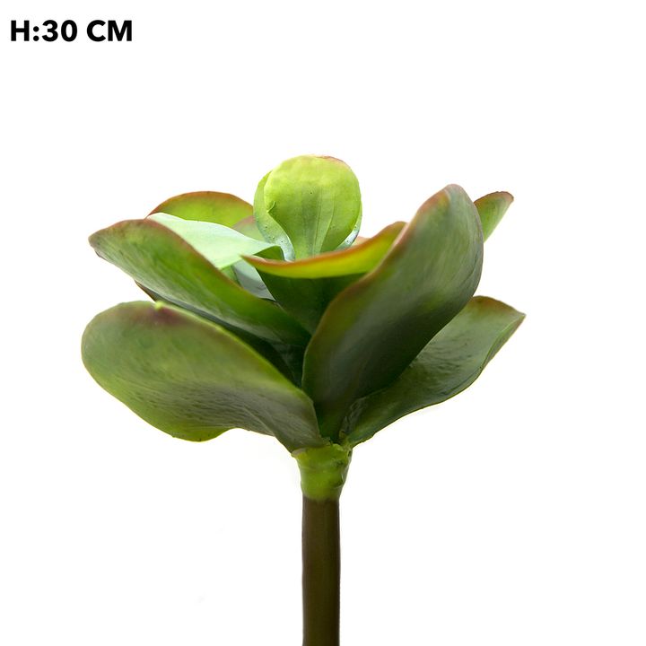 Flapjack Succulent 30cm