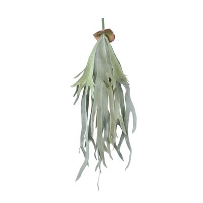 Staghorn Fern Hanging 70cm