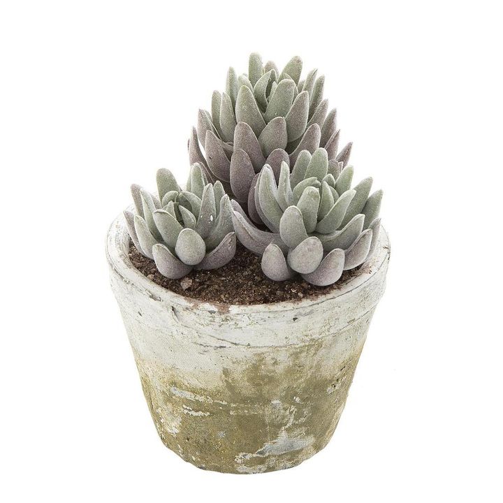 Succulent in Lge Pot 16cm Grey