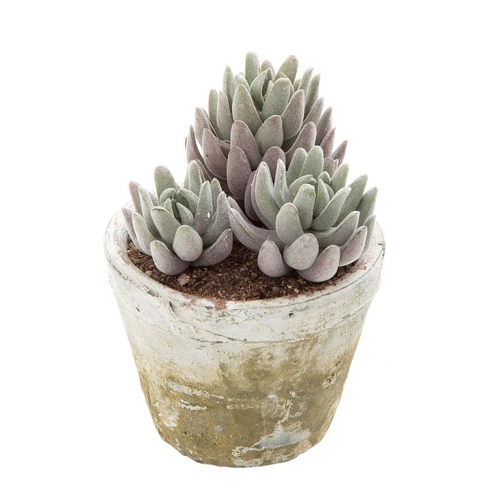 Succulent in Lge Pot 16cm Grey