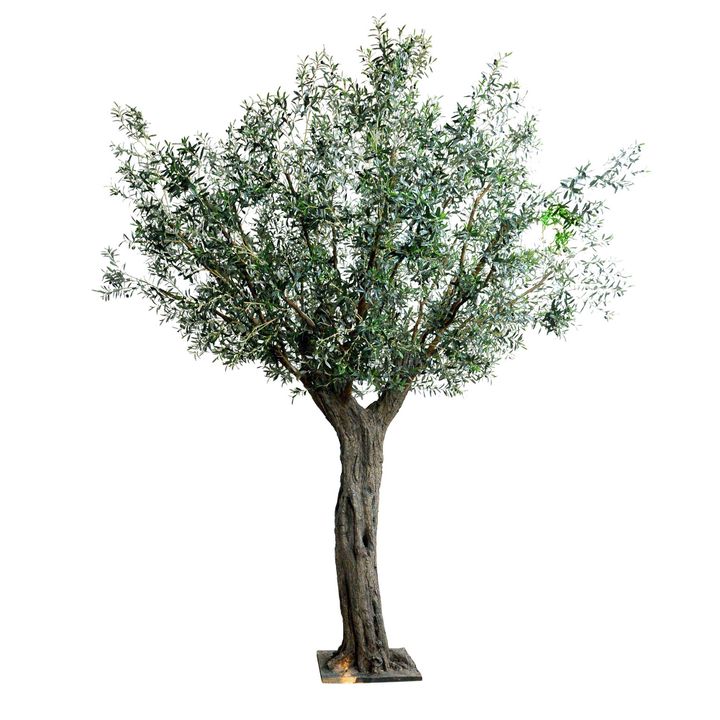 335cm Giant Olive Tree w 24888 Lvs 552 Fruits