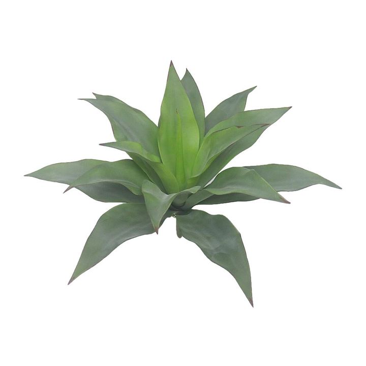 Agave succulent 30cm