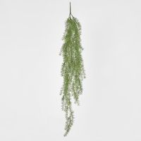 Asparagus Hanging Bush 1.05m