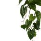 Anthurium Vine Real Touch 5 Branches