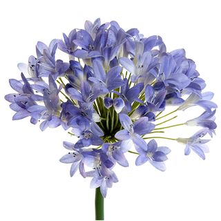 Agapanthus 94cm Lavender Blue