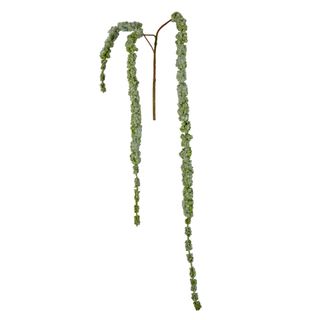 Amaranthus Hanging Spray 1.45m Green