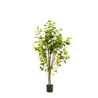 Ficus Tree Potted 1.2m