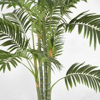Areca Palm Multi Trunk 1.5m