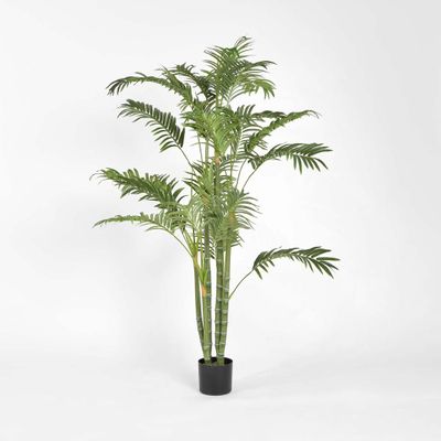 Areca Palm Multi Trunk 1.5m