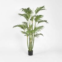 Areca Palm Multi Trunk 1.5m