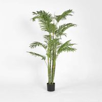 Areca Palm Multi Trunk 1.5m