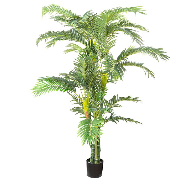 Parlour Palm Twisted Trunk 1.8m