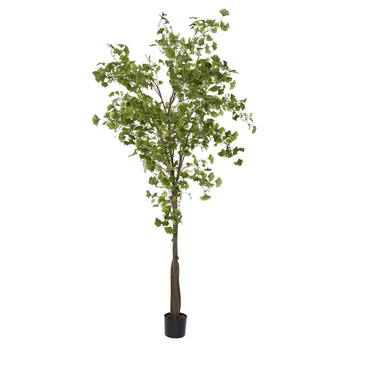Ginko Tree Potted 2.4m