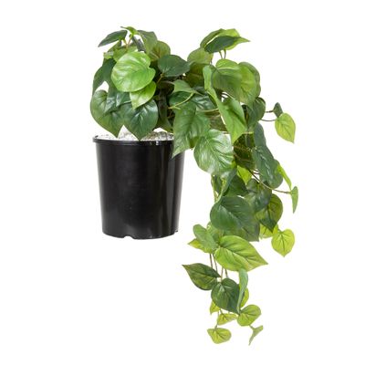 Philo Hanging Bush in Pot 40cm