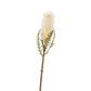 Dried Look Banksia Stem 75cm Cream