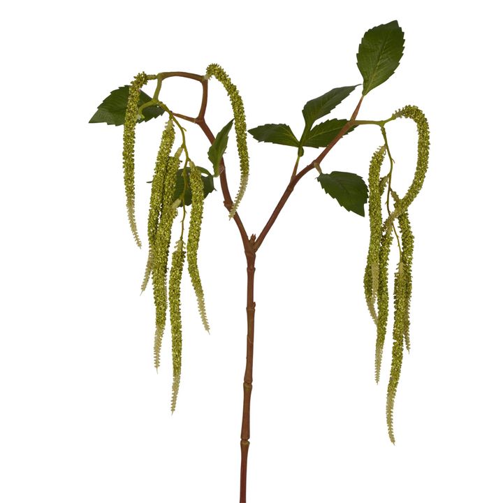 Amaranthus Hanging Plant 90cm Green