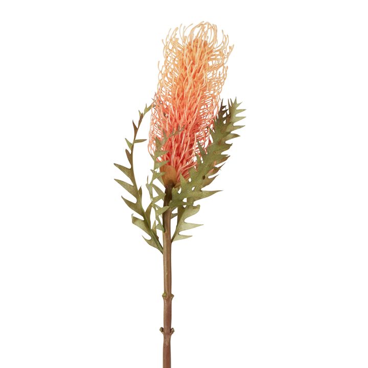 Dried Look Banksia Stem 75cm Peach