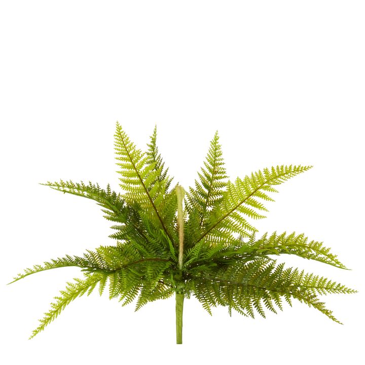 Boston Fern Bush 40cm