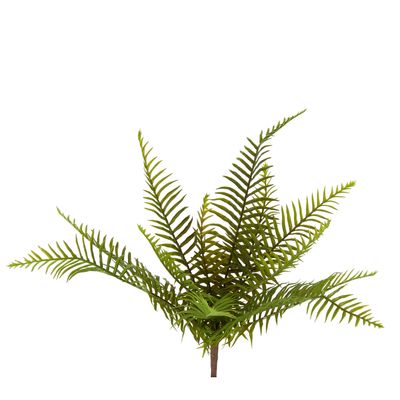 Boston Fern Bush 45cm