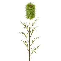 Banksia Single Stem 70cm Green