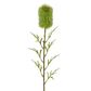 Banksia Single Stem 70cm Green