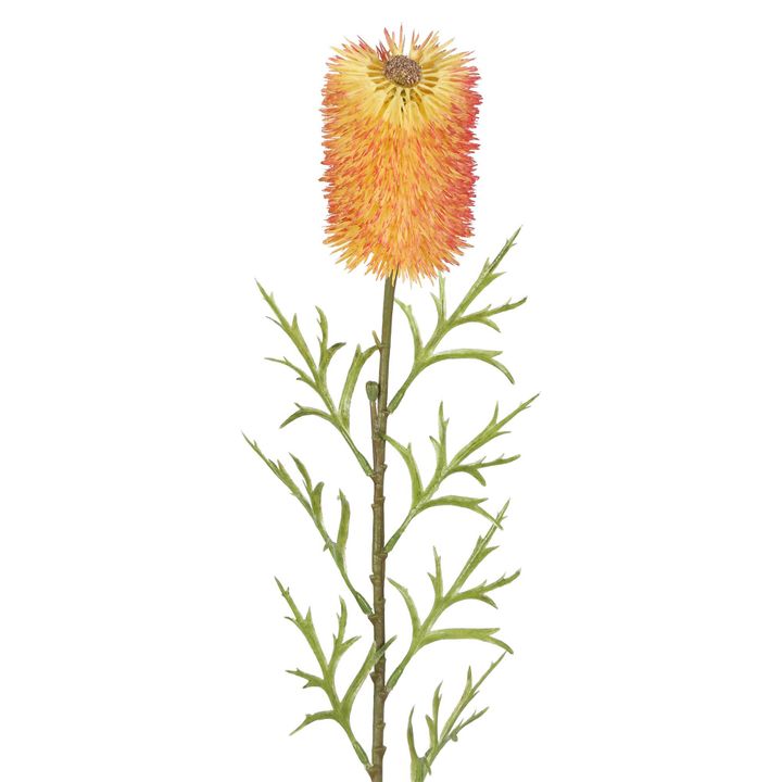 Banksia Single Stem 70cm Red