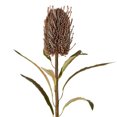 Dried Look Banksia Stem 56cm Brown