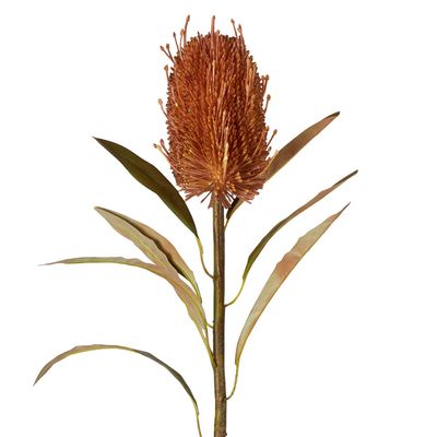 Dried Look Banksia Stem 56cm Tan