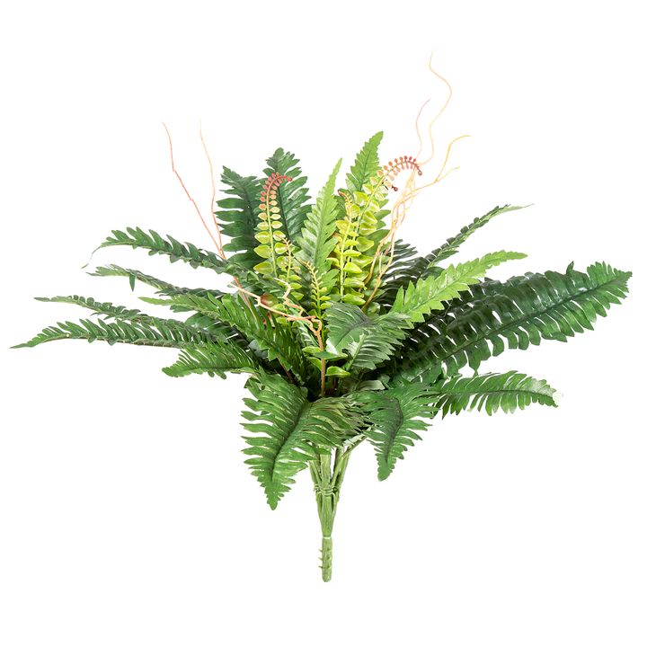 Boston Fern Bush 61cm