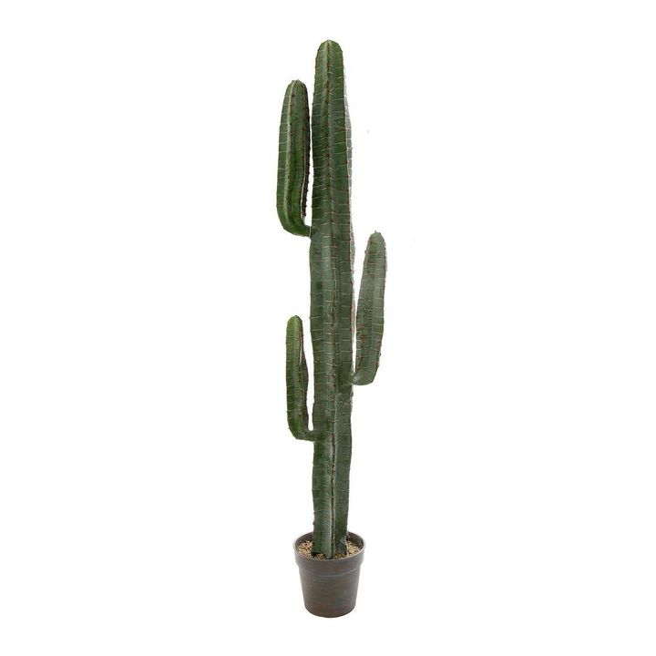 Desert Cactus 1.56m