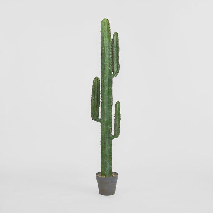 Desert Cactus 1.56m
