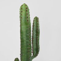 Desert Cactus 1.56m