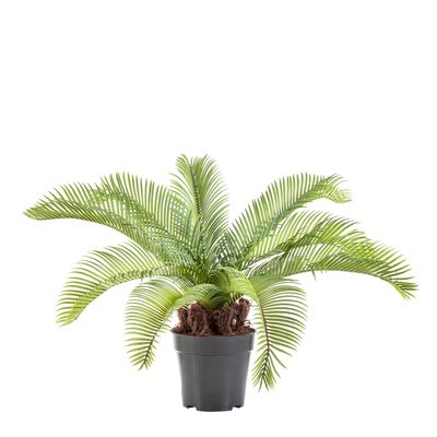 Cycad Palm 53cm