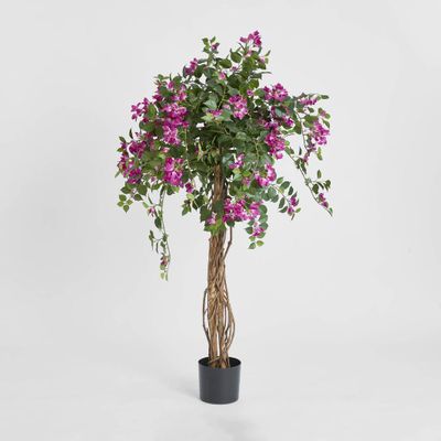Bougainvillea Tree 1.6m