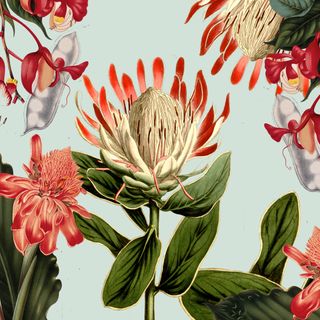 Protea And Co Wallpaper