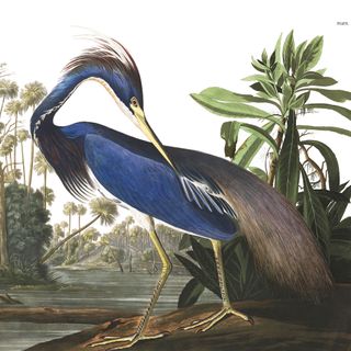 Louisiana Heron Wallpaper