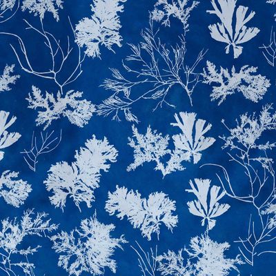 Cyanotype Wallpaper