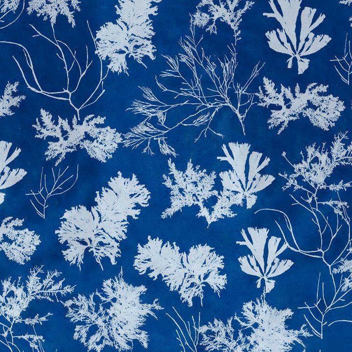 Cyanotype Wallpaper